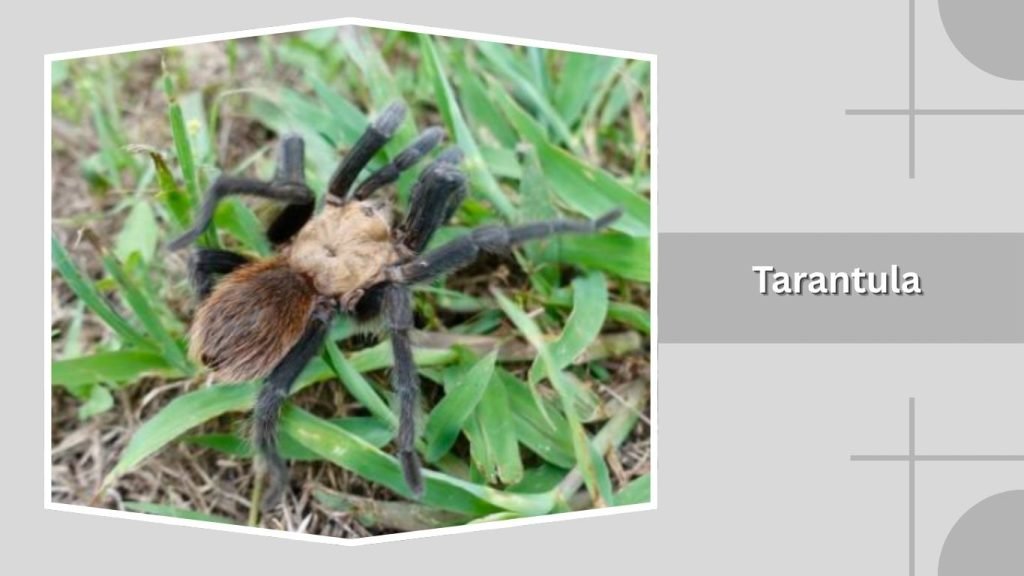 Tarantula