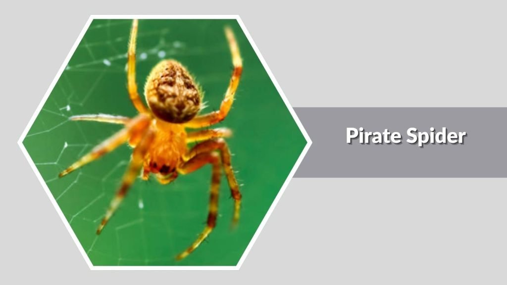  Pirate Spider