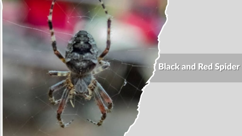 Black and Red Spider