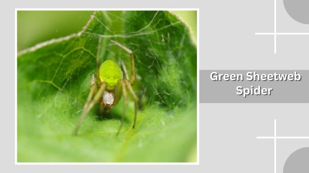 Green Sheetweb Spider