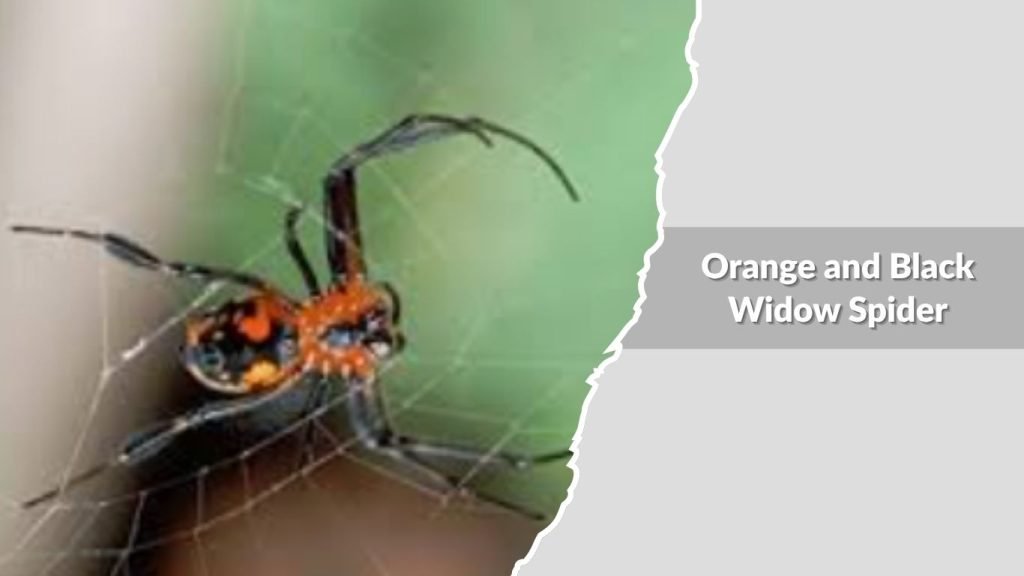 Orange and Black Widow Spider