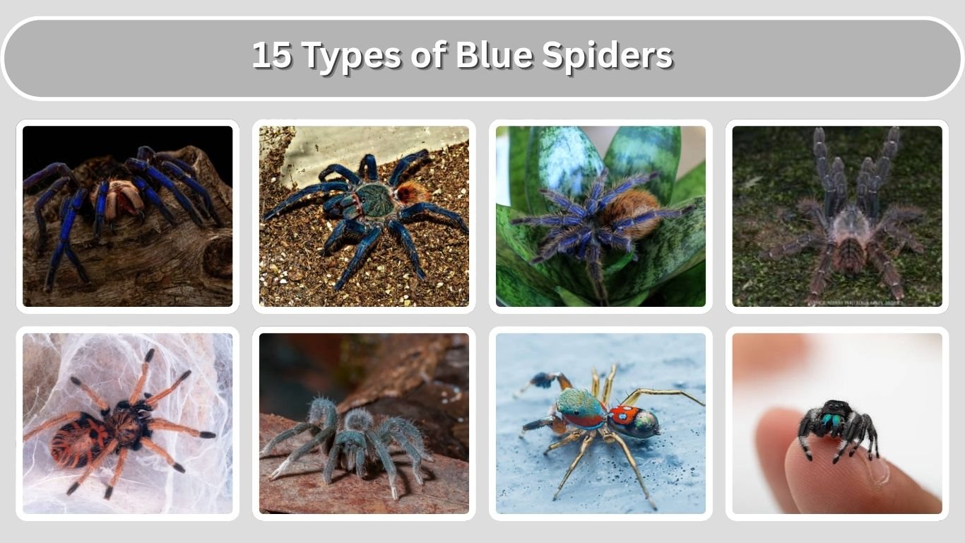 15 Types of Blue Spiders: Identification with Pictures