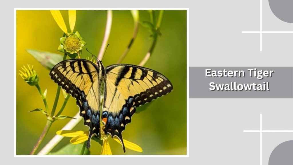 Eastern Tiger Swallowtail
