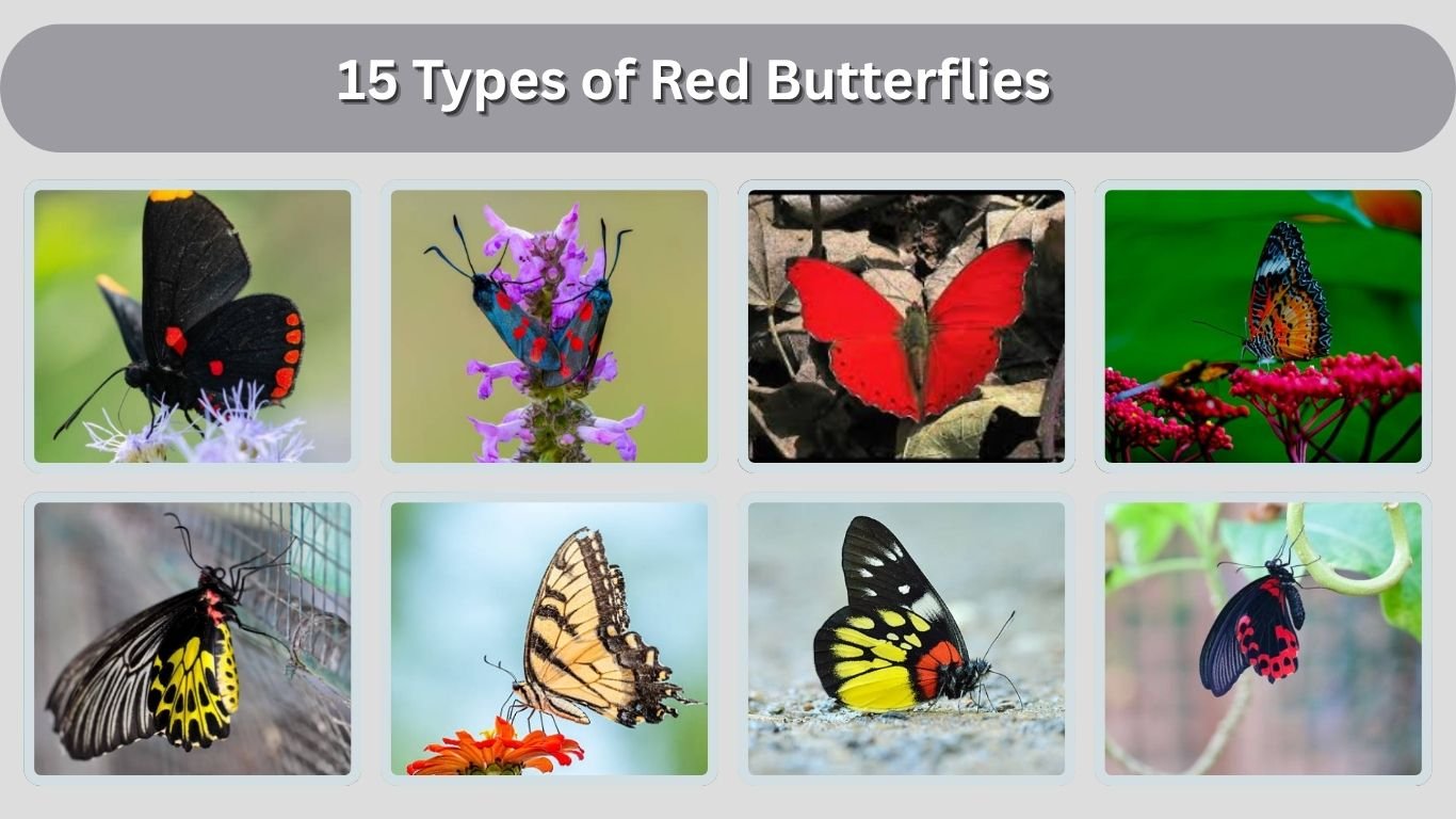 15 Types of Red Butterflies: Identification with Pictures 