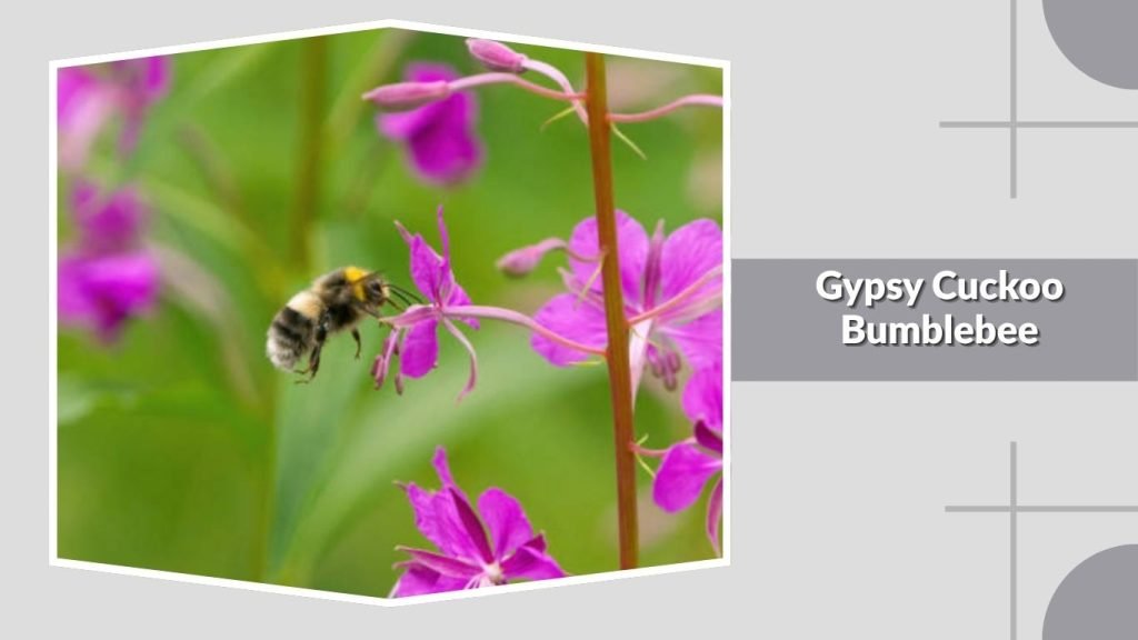 Gypsy Cuckoo Bumblebee