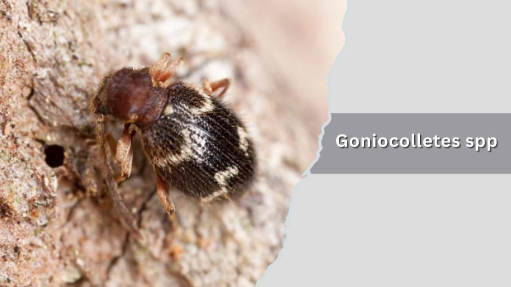Goniocolletes spp