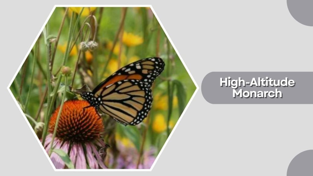  High-Altitude Monarch