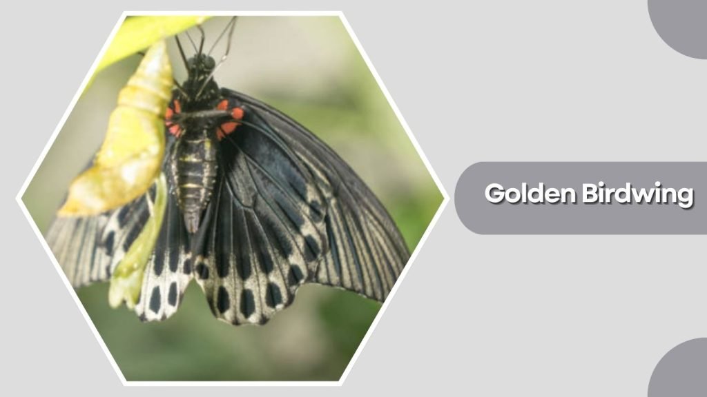 Golden Birdwing