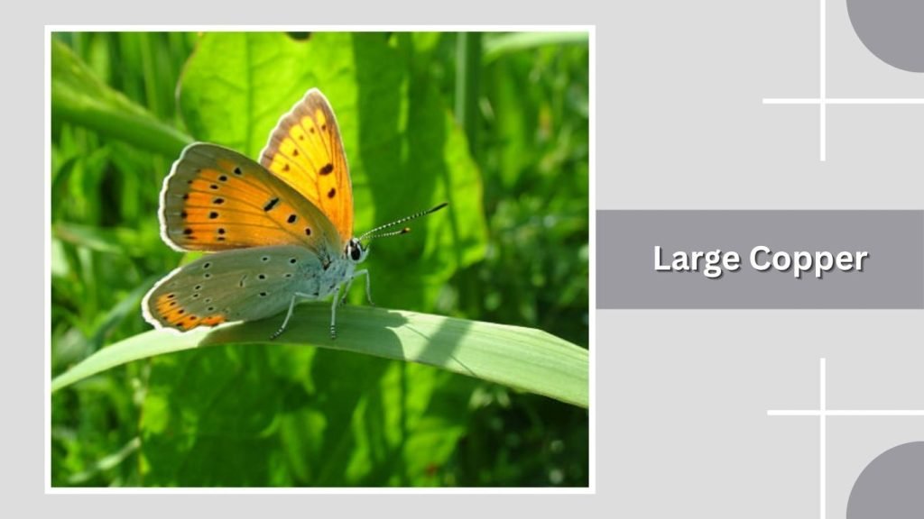  Large Copper