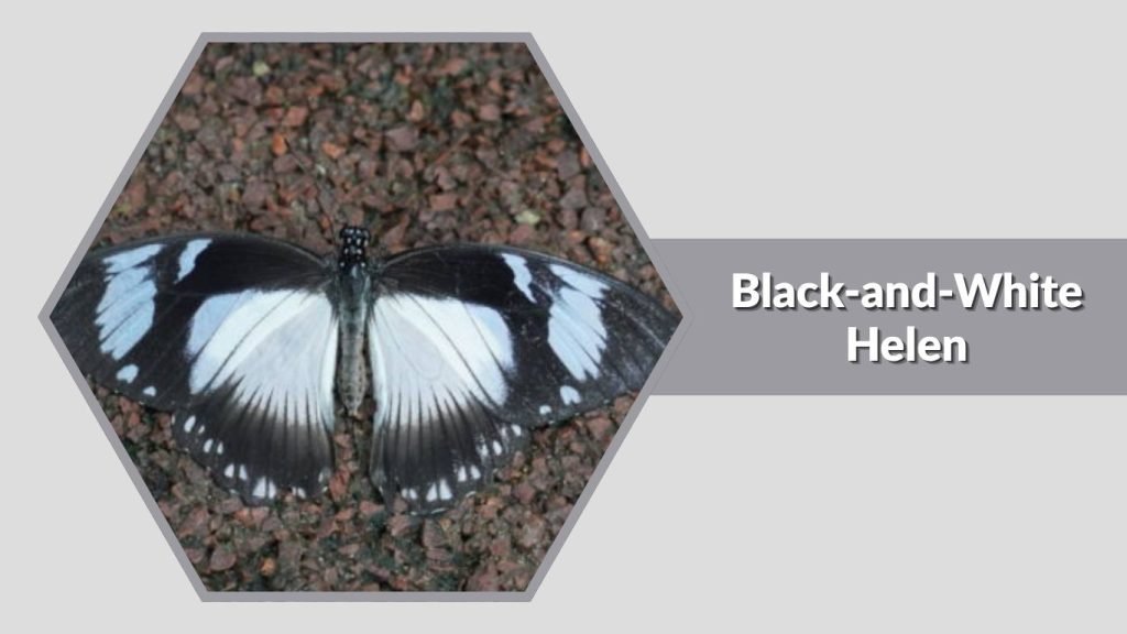 Black-and-White Helen