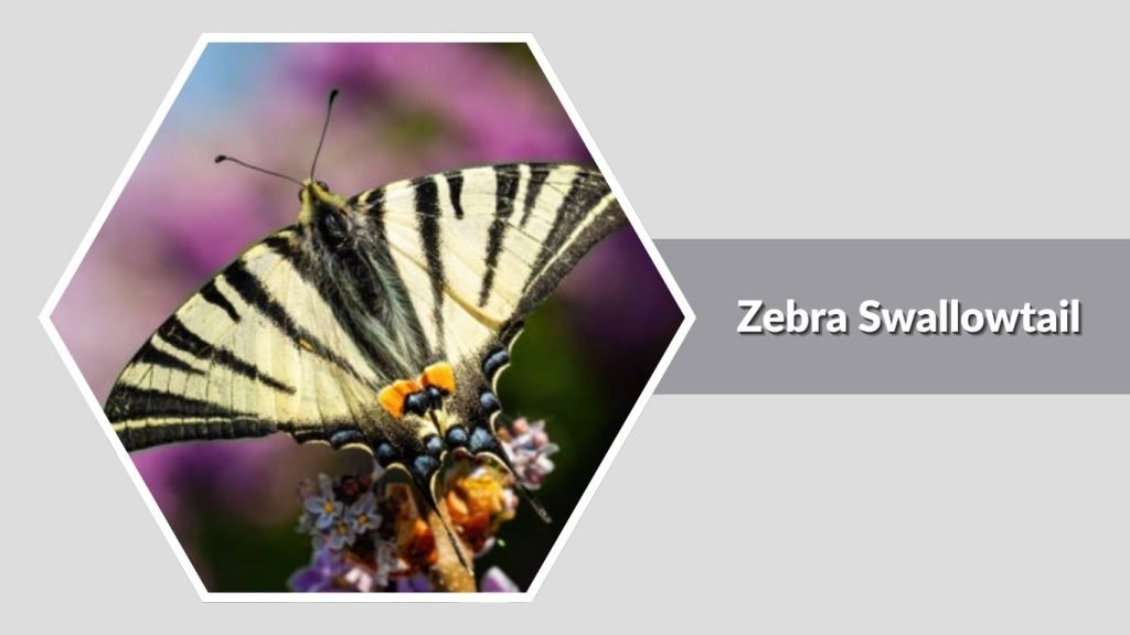 Zebra Swallowtail