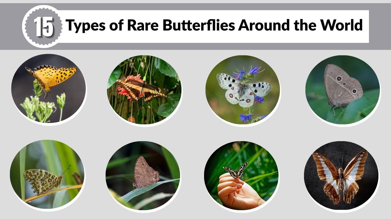 15 Types of Rare Butterflies Around the World:  Identification with Pictures 