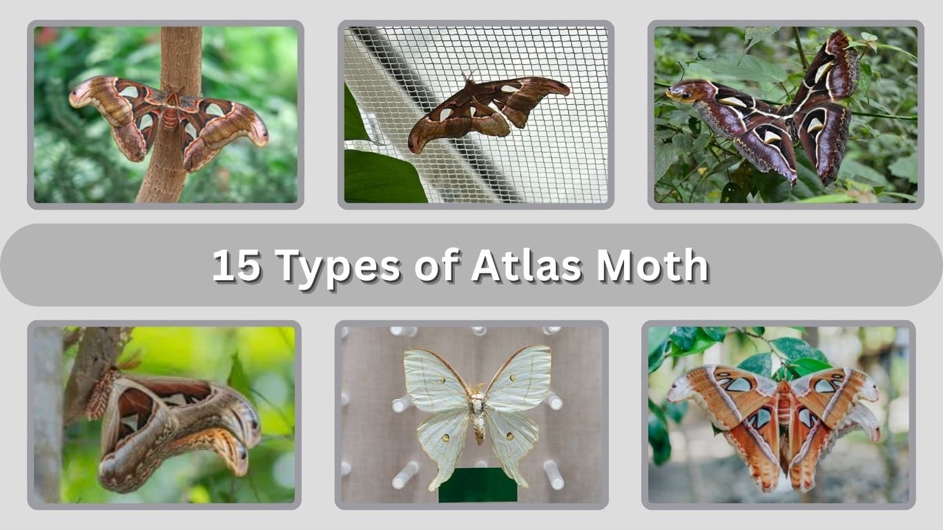 15 Types of Atlas Moth: Different Species Id with Pictures
