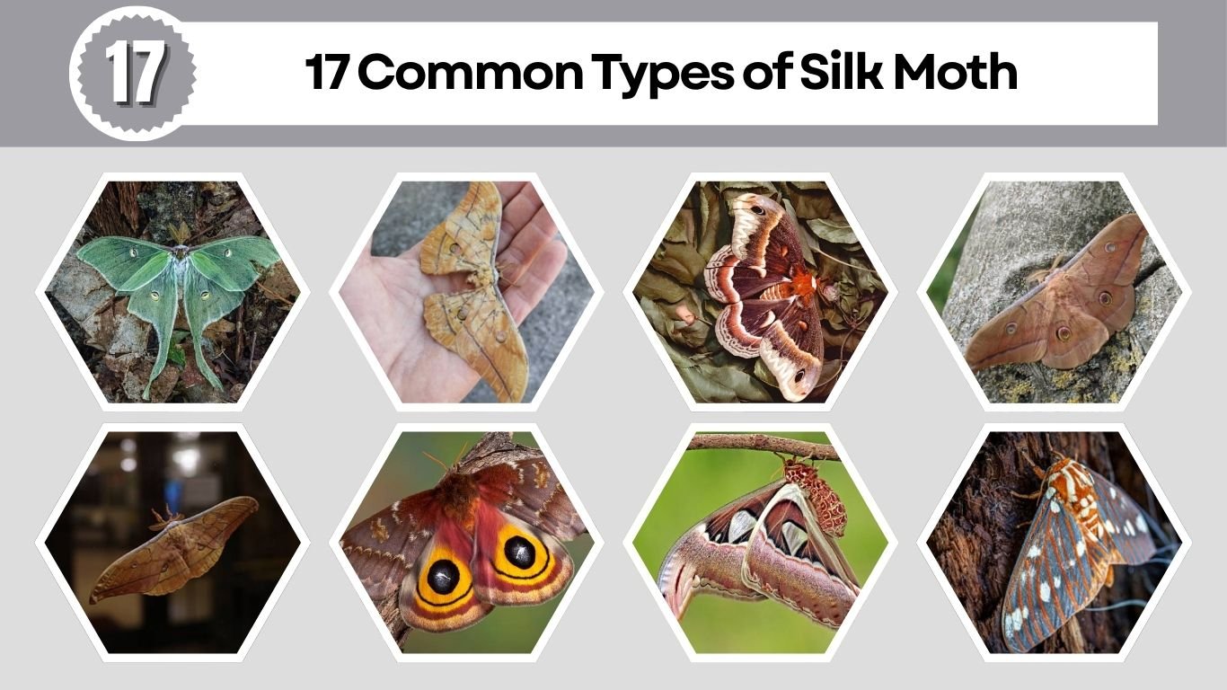 17 Common Types of Silk Moth: Different Species Identification