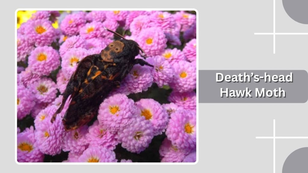 Death’s-head Hawk Moth