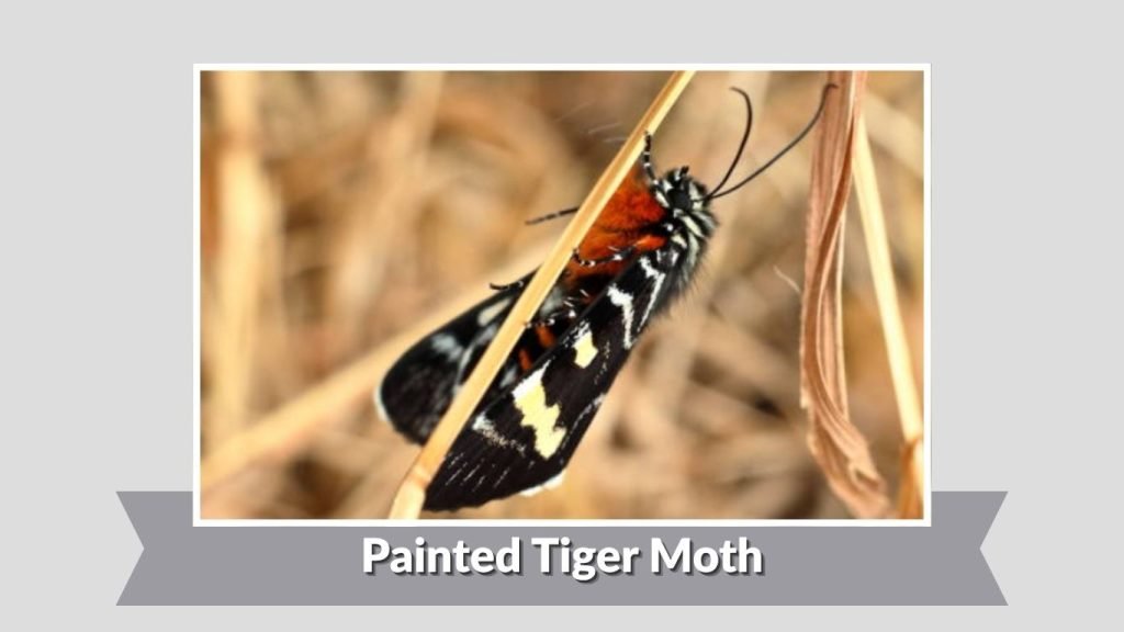 Painted Tiger Moth
