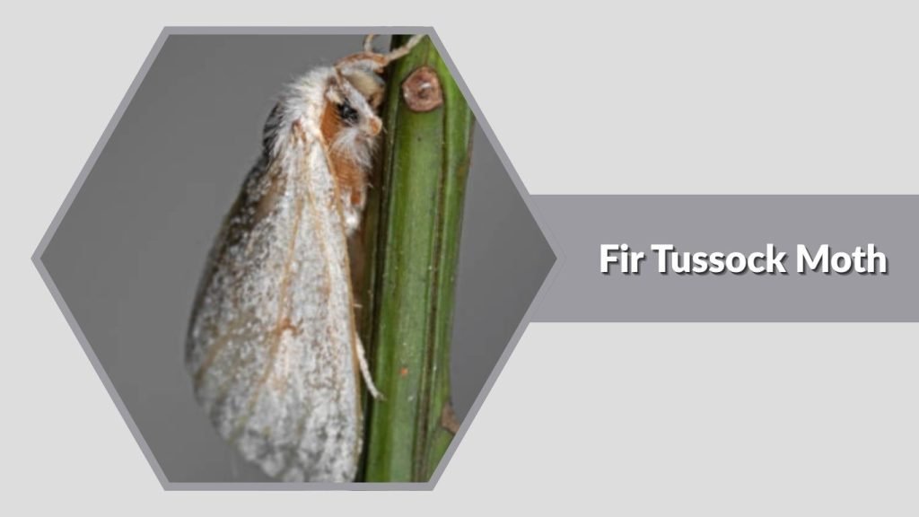 Fir Tussock Moth