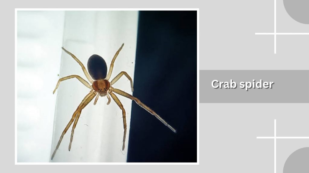 Crab spider