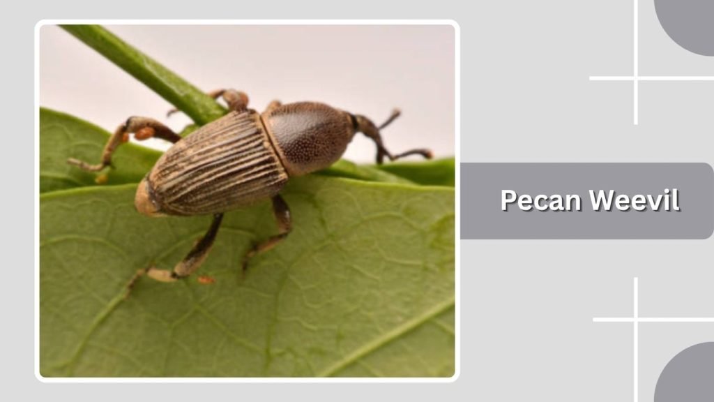 Pecan Weevil