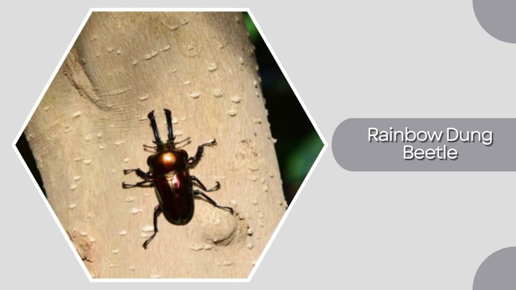 Rainbow Dung Beetle
