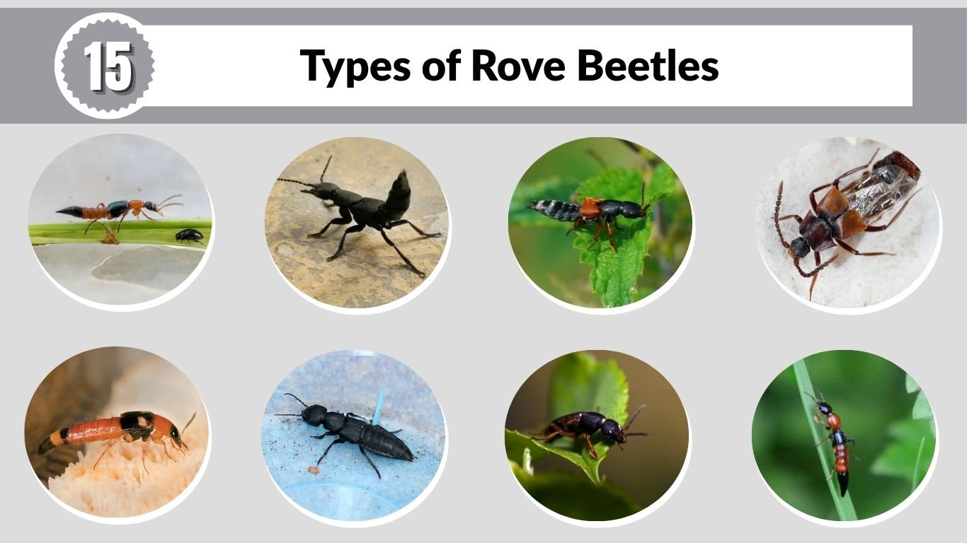 15 Types of Rove Beetles: Identification Guide
