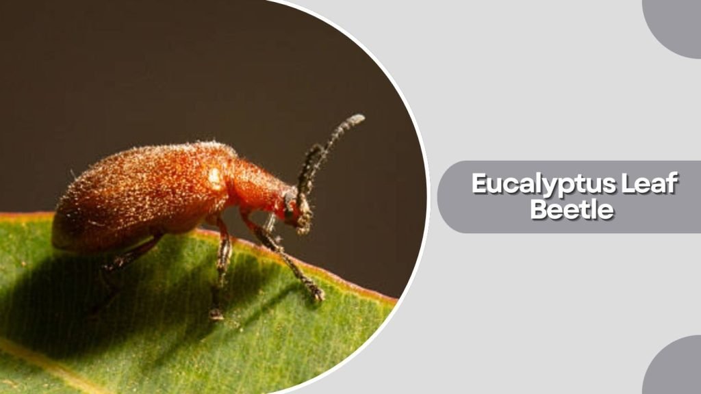  Eucalyptus Leaf Beetle