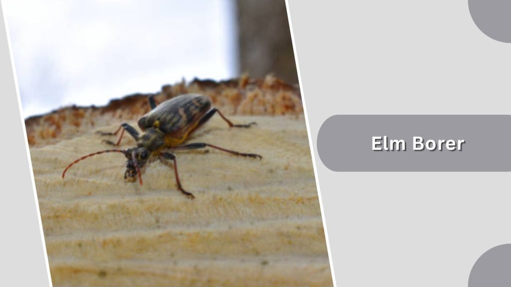 Elm Borer