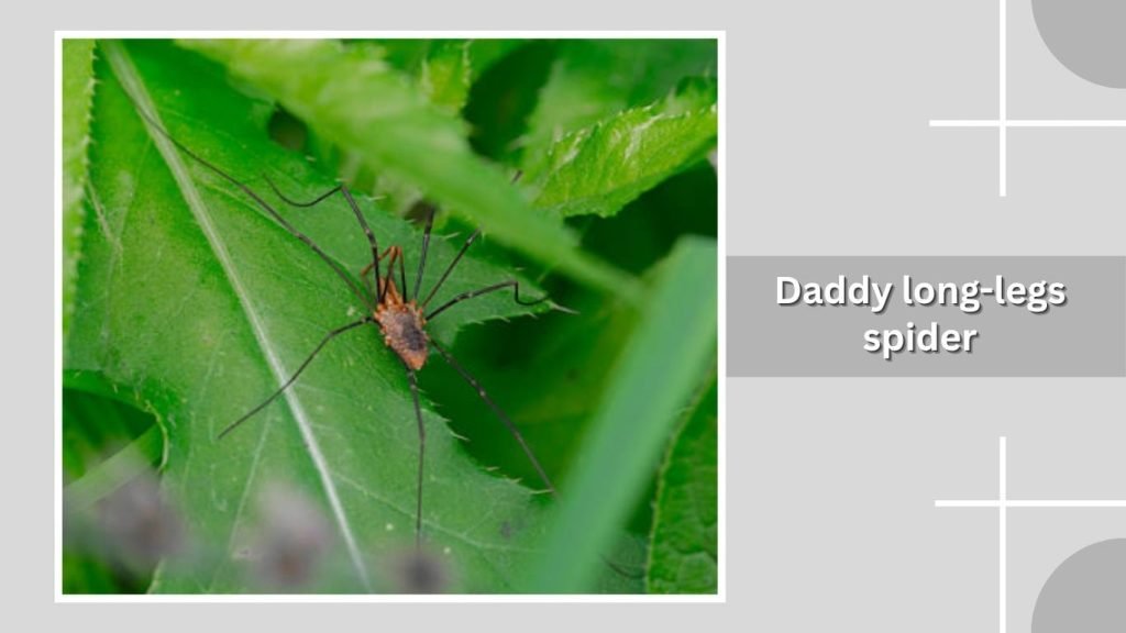 Daddy long-legs spider