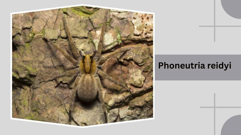 Phoneutria reidyi