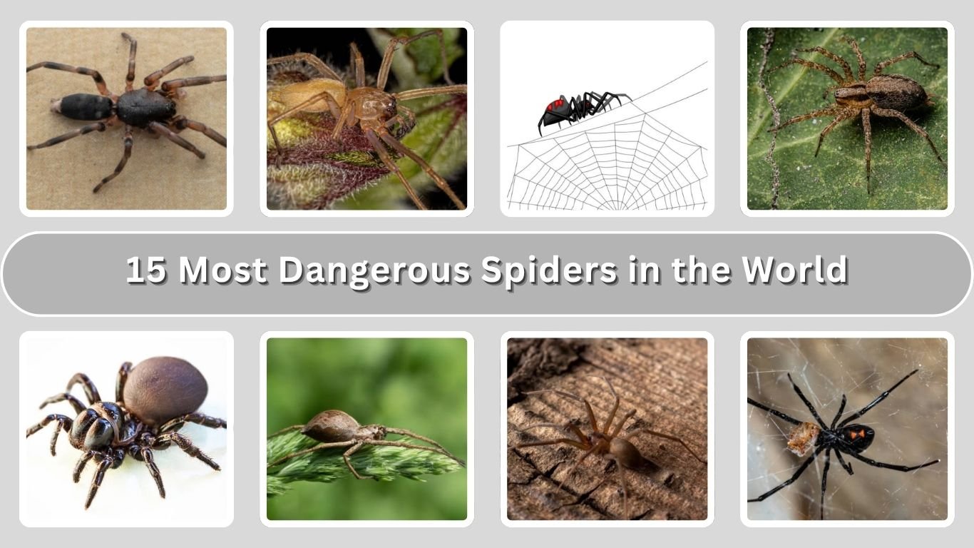 15 Most Dangerous Spiders in the World: Toxic and Aggressive