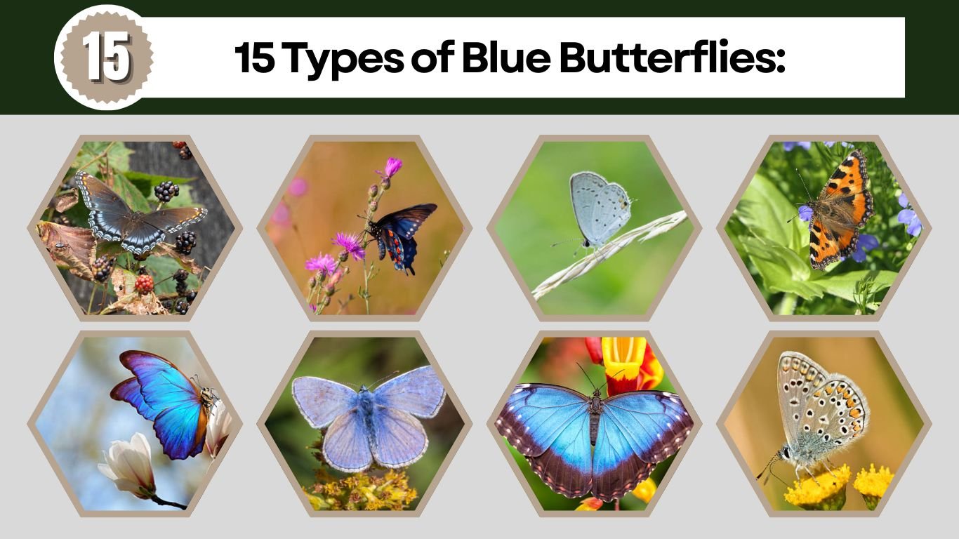 15 Types of Blue Butterflies: Identification with Pictures 