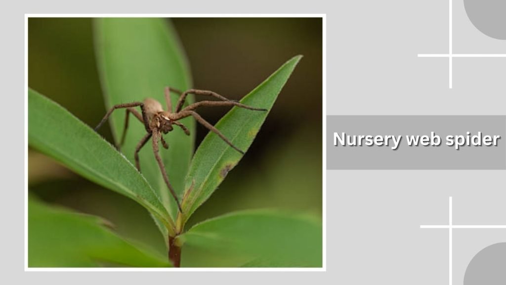 Nursery web spider