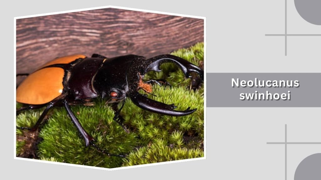 Neolucanus swinhoei