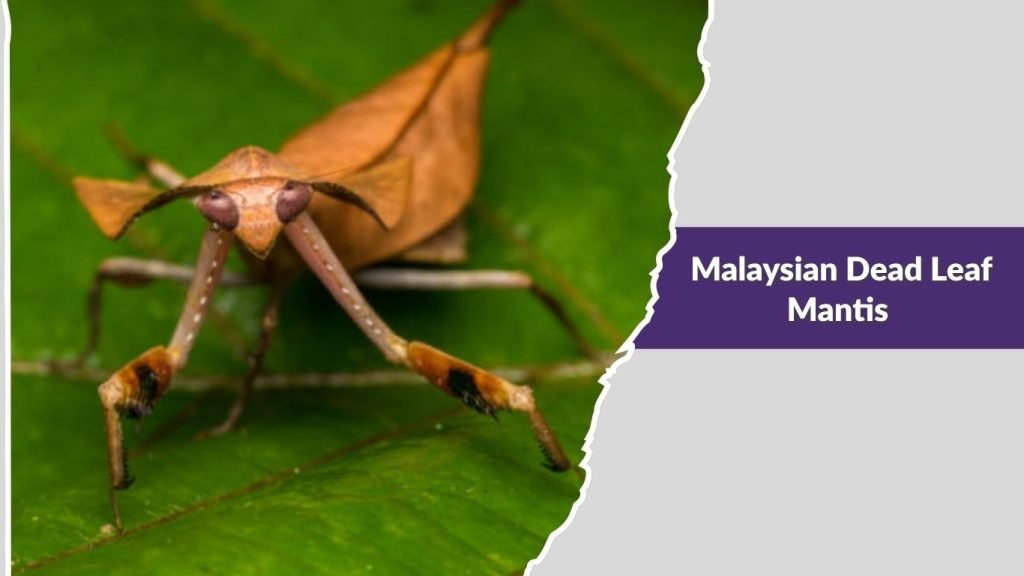  Malaysian Dead Leaf Mantis