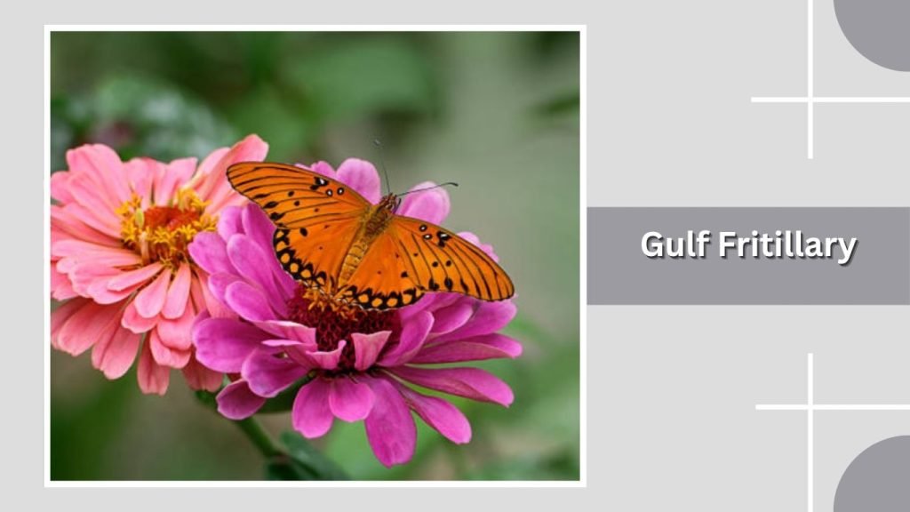 Gulf Fritillary