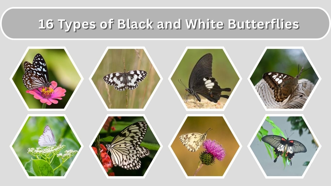 16 Types of Black and White Butterflies: Identification with Pictures 