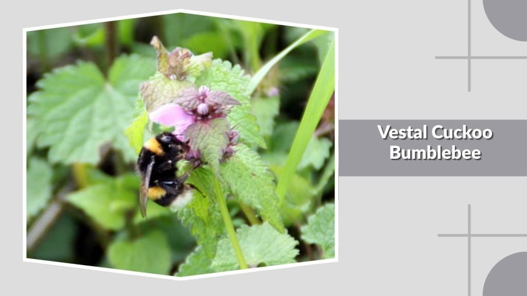 Vestal Cuckoo Bumblebee