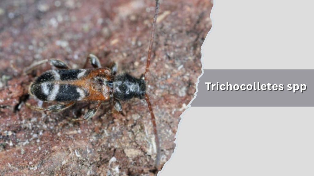 Trichocolletes spp