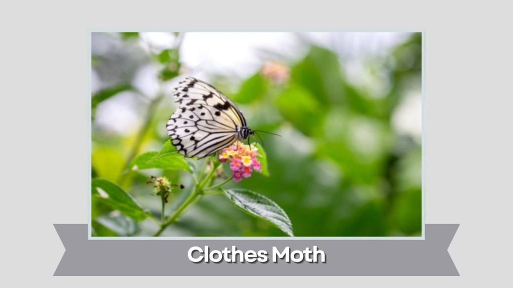 Clothes Moth