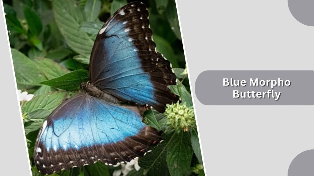 Blue Morpho Butterfly