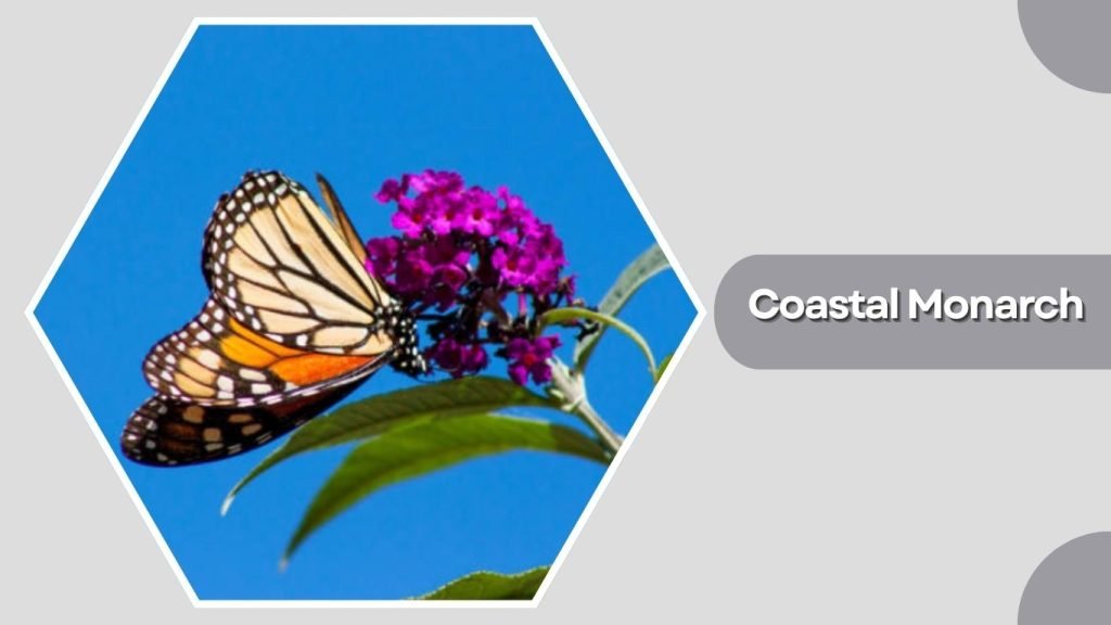 Coastal Monarch