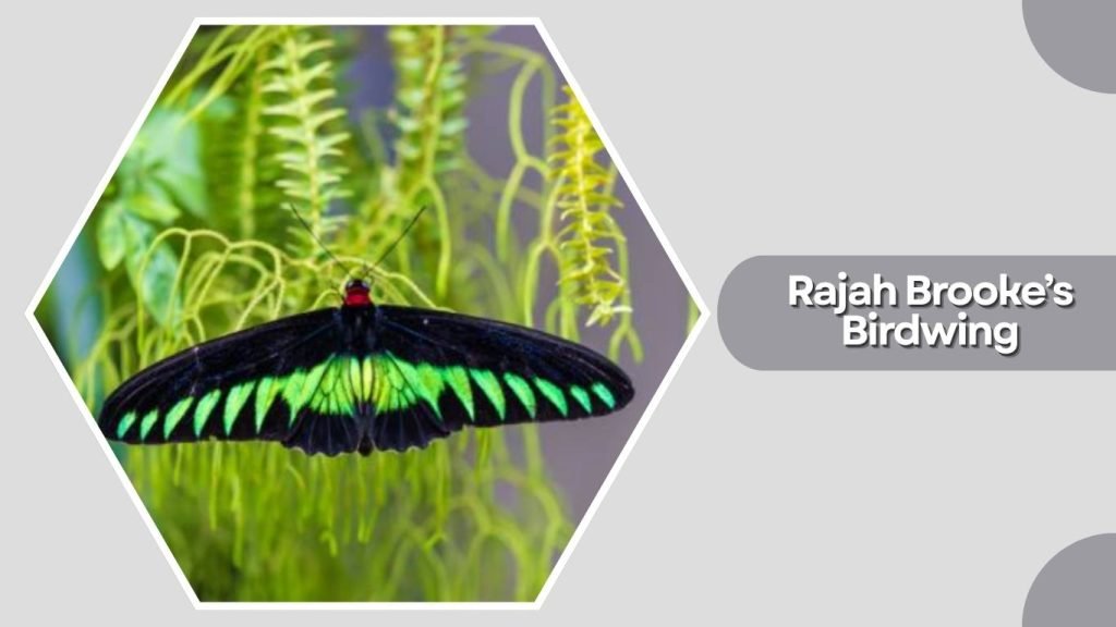 Rajah Brooke’s Birdwing
