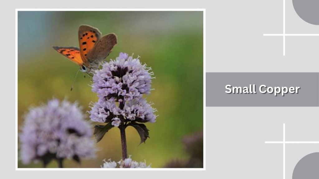 Small Copper