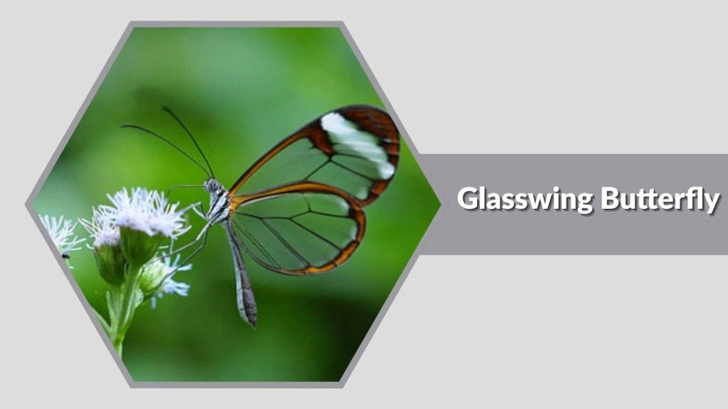 Glasswing Butterfly
