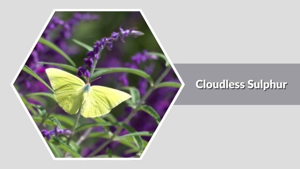 Cloudless Sulphur