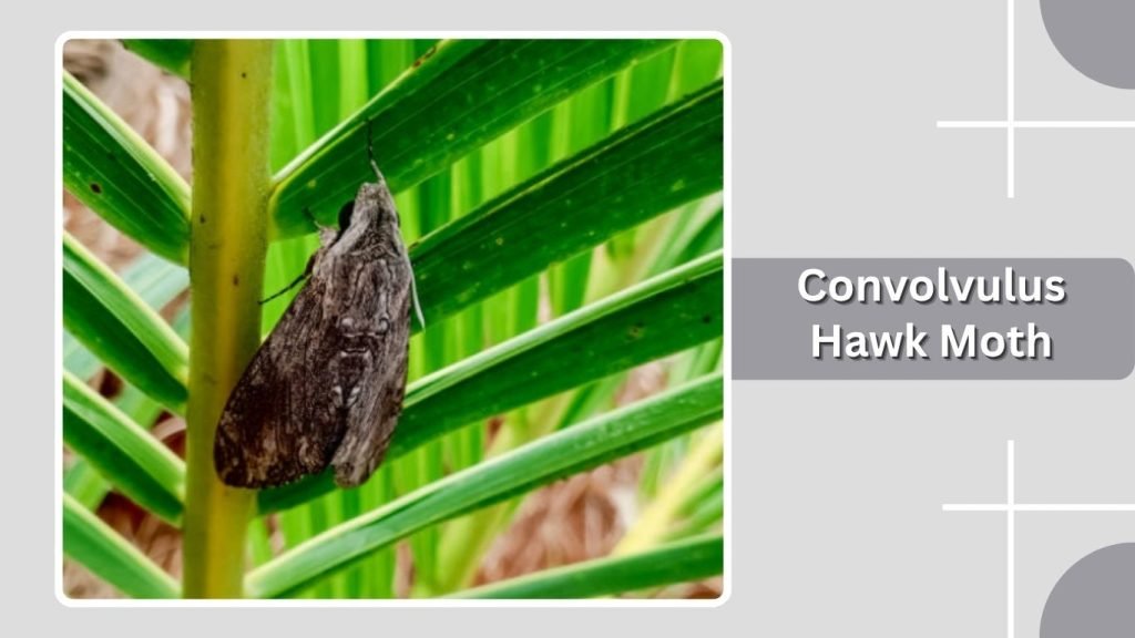 Convolvulus Hawk Moth