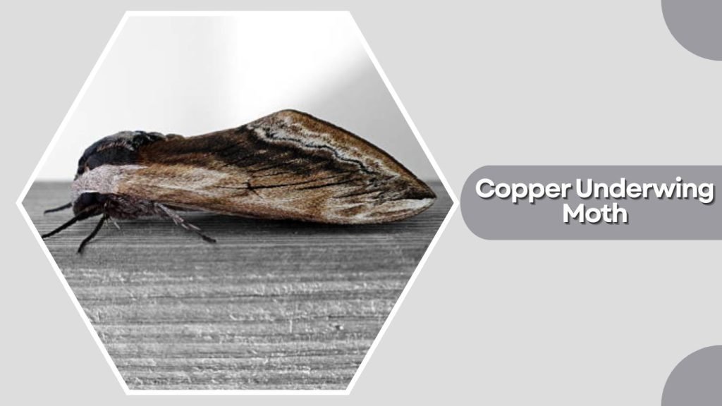  Copper Underwing Moth