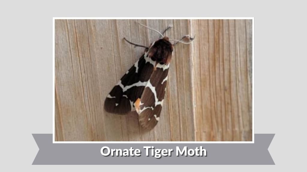 Ornate Tiger Moth