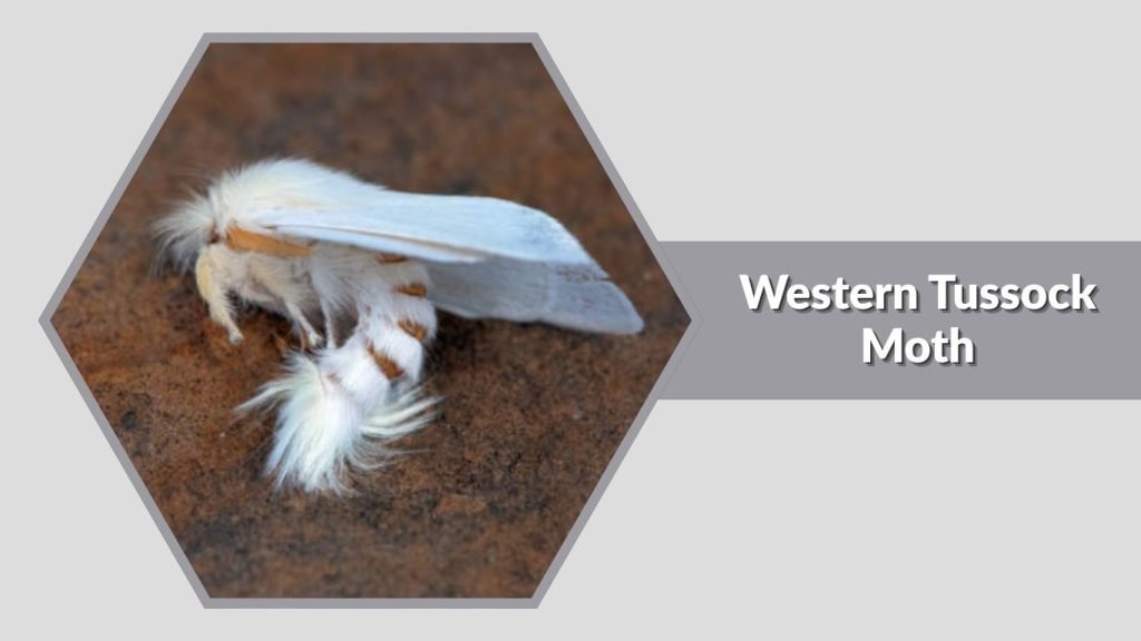  Western Tussock Moth