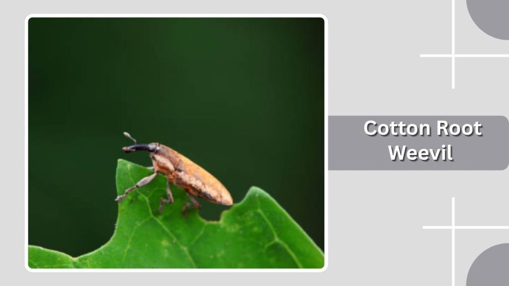 Cotton Root Weevil